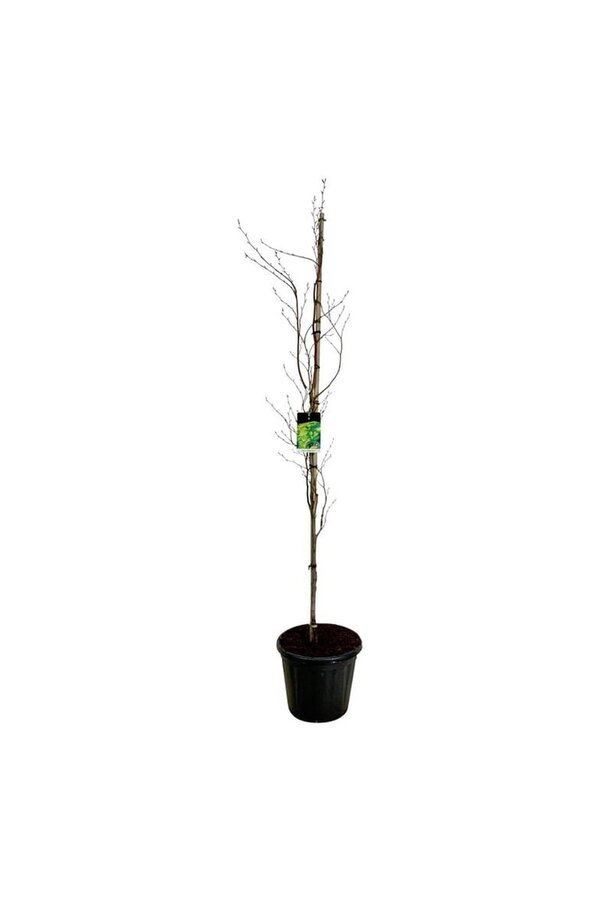 Beukenboom Fagus Dawyck Gold