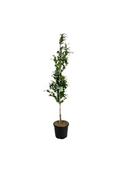 Beukenboom Fagus Dawyck