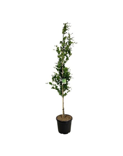 Fagus