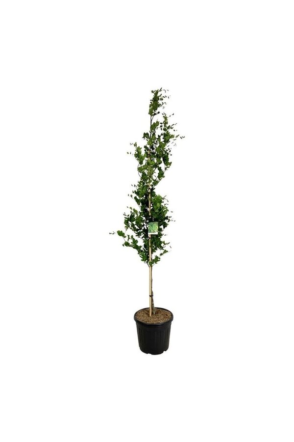 Beukenboom Fagus Dawyck