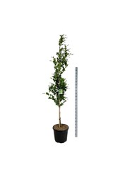 Beukenboom Fagus Dawyck