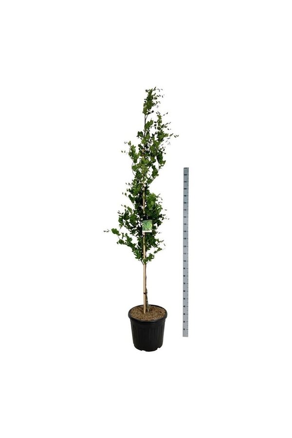 Beukenboom Fagus Dawyck