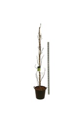 Beukenboom Fagus Dawyck