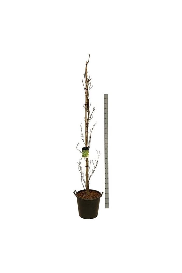 Beukenboom Fagus Dawyck