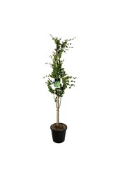Beukenboom Fagus Dawyck