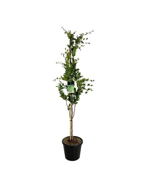 Fagus
