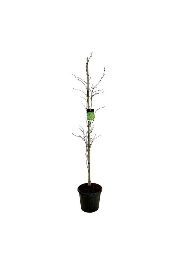 Beukenboom Fagus Dawyck