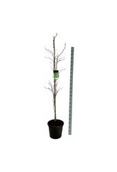 Beukenboom Fagus Dawyck