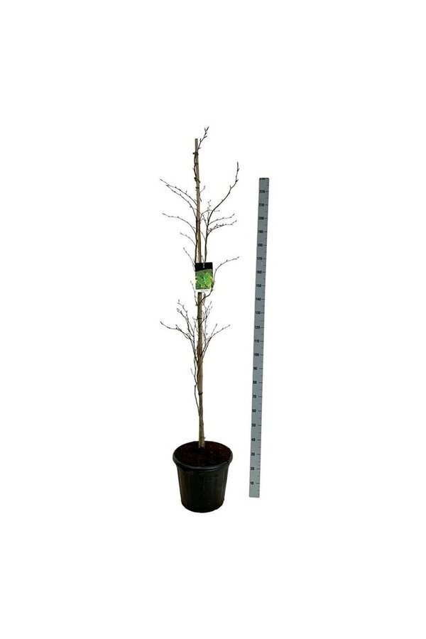Beukenboom Fagus Dawyck