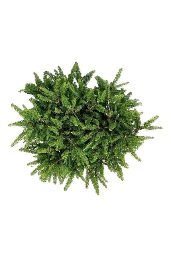 Zilverspar Picea abies Nidiformis