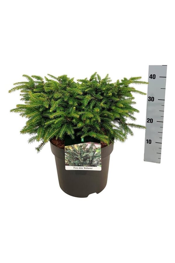 Zilverspar Picea abies Nidiformis