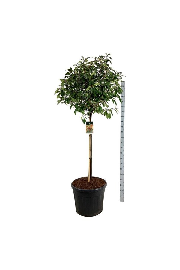 Glansmispel Photinia fraseri Red Robin