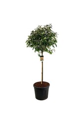 Glansmispel Photinia fraseri Red Robin