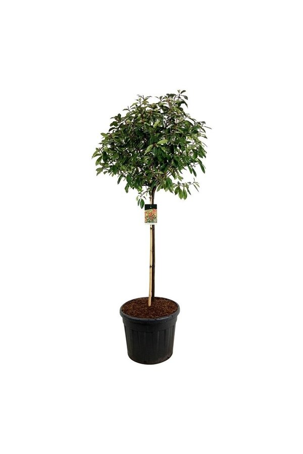 Glansmispel Photinia fraseri Red Robin