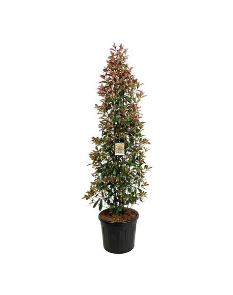 Photinia