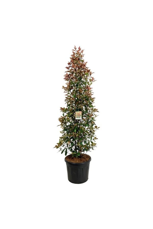 Néflier brillant Photinia fraseri Red Robin