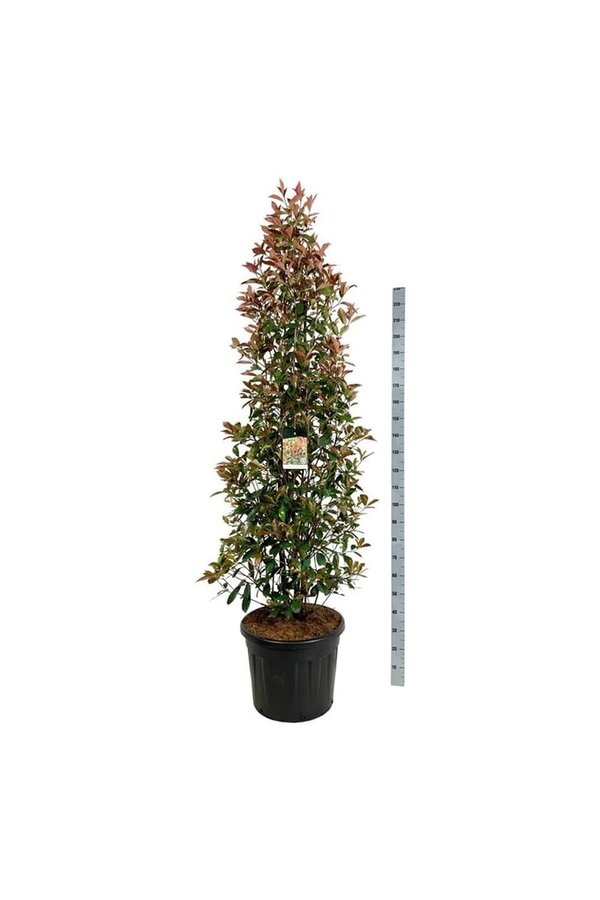 Néflier brillant Photinia fraseri Red Robin