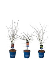Assortiment d'érables Acer JACK FROST® collection