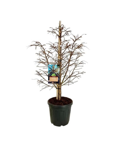 Metasequoia
