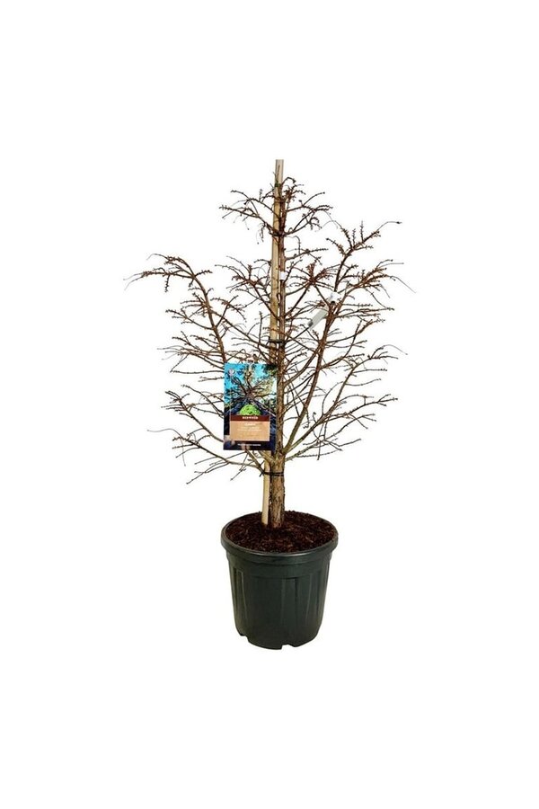 Metasequoia Hamlets Broom