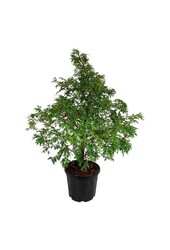 Metasequoia Hamlets Broom