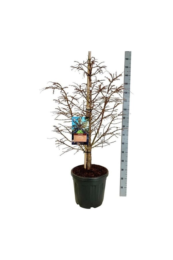 Metasequoia Hamlets Broom