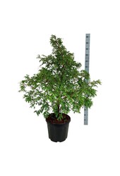 Metasequoia Hamlets Broom