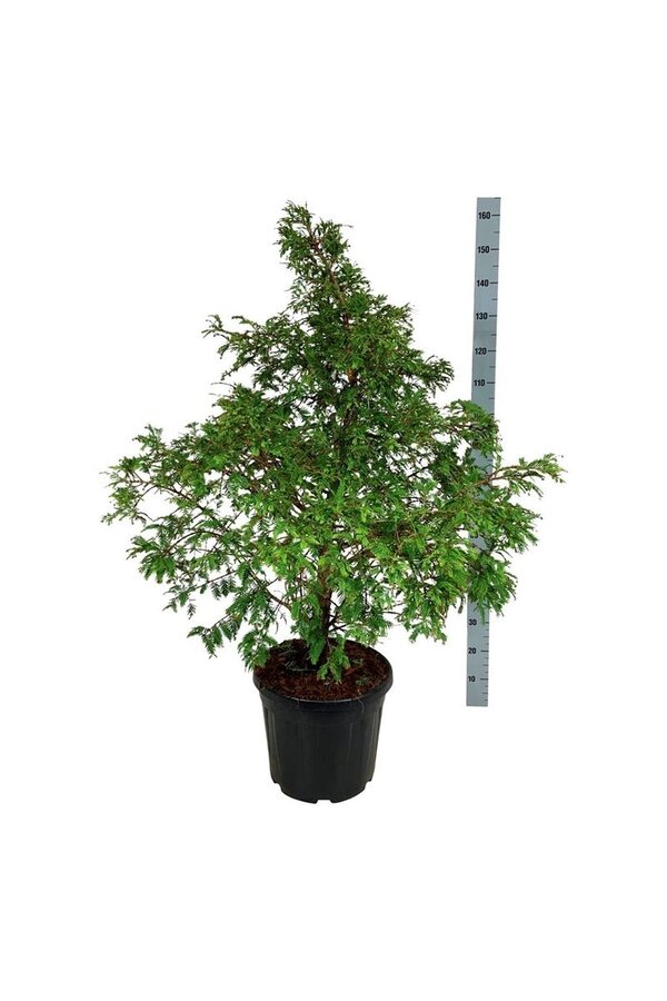 Metasequoia Hamlets Broom