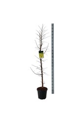 Metasequoia Amber Glow PBR