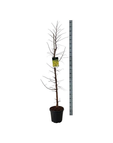 Metasequoia