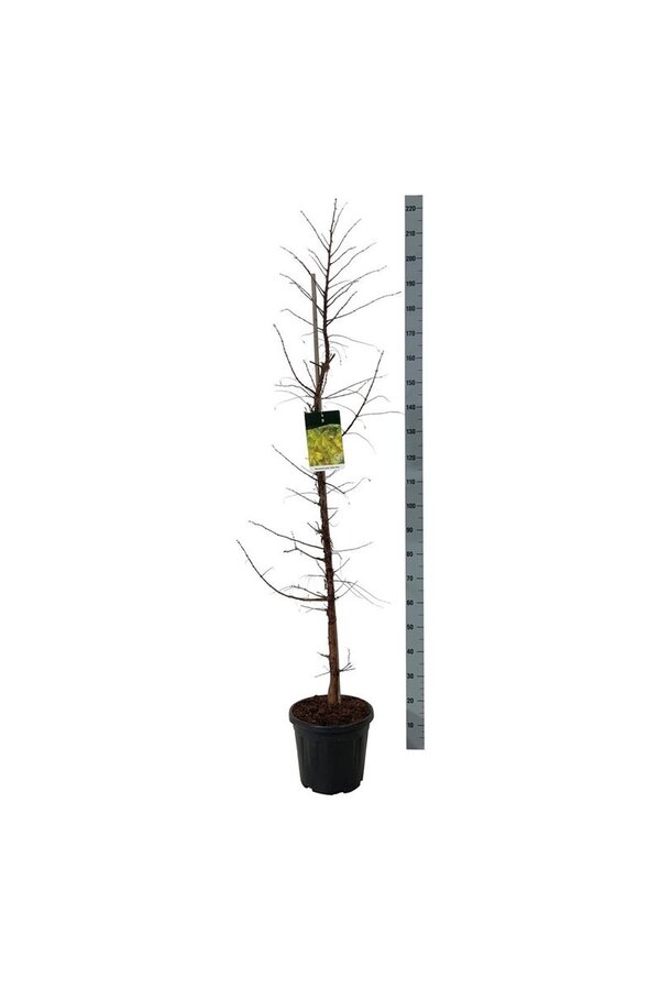 Metasequoia Amber Glow PBR