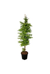 Metasequoia Amber Glow PBR