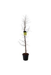 Metasequoia Amber Glow PBR