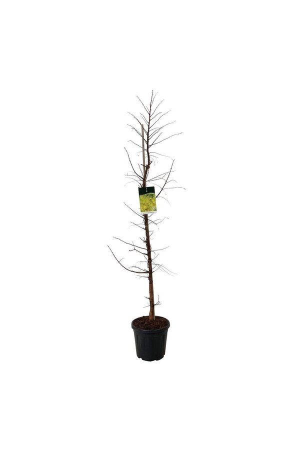 Metasequoia Amber Glow PBR
