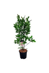 Beverboom Magnolia Susan