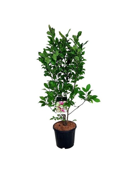 Magnolia