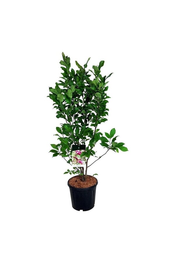 Beverboom Magnolia Susan