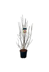 Beverboom Magnolia Susan