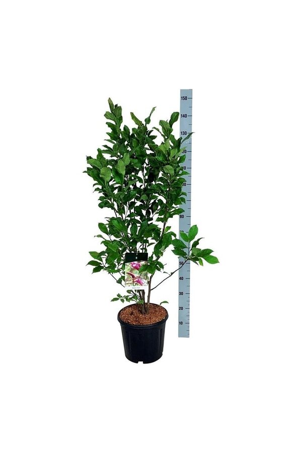 Beverboom Magnolia Susan