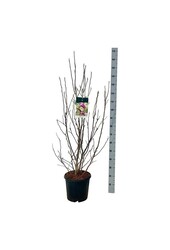 Beverboom Magnolia Susan