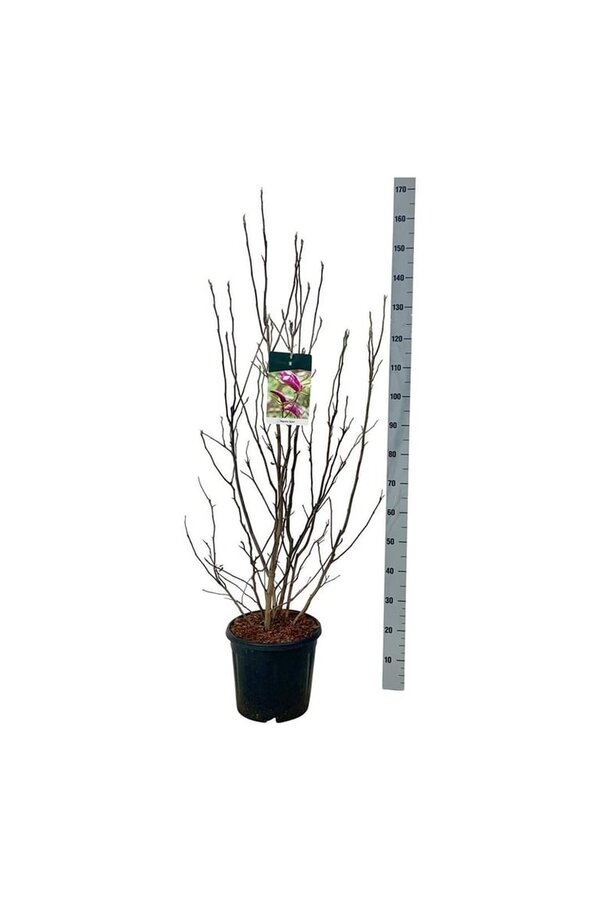 Beverboom Magnolia Susan