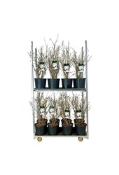 Beverboom Magnolia stellata