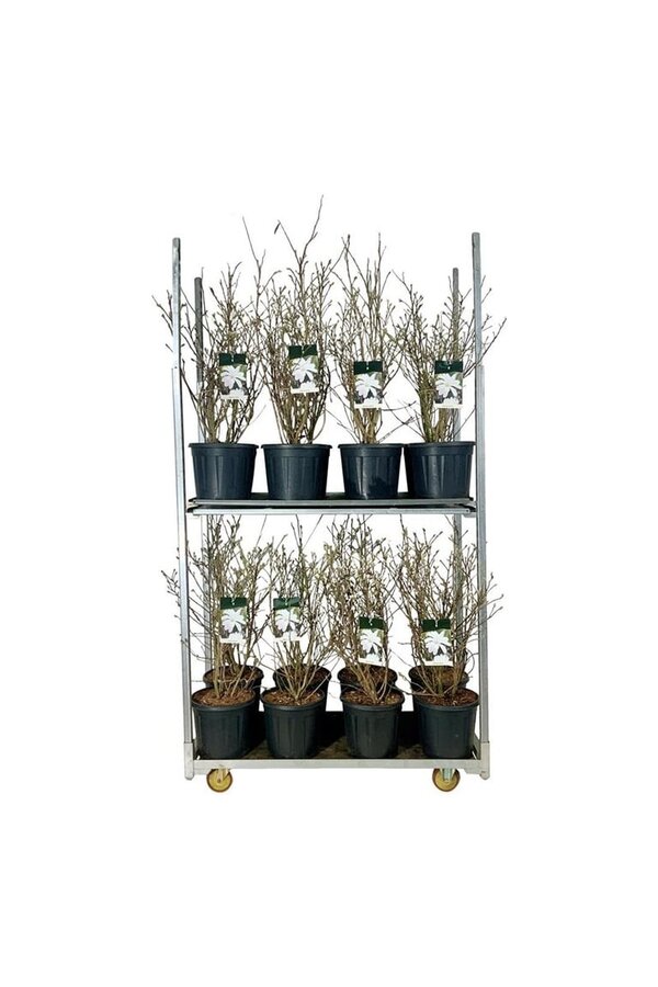 Beverboom Magnolia stellata