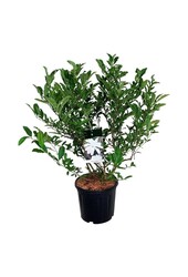 Beverboom Magnolia stellata
