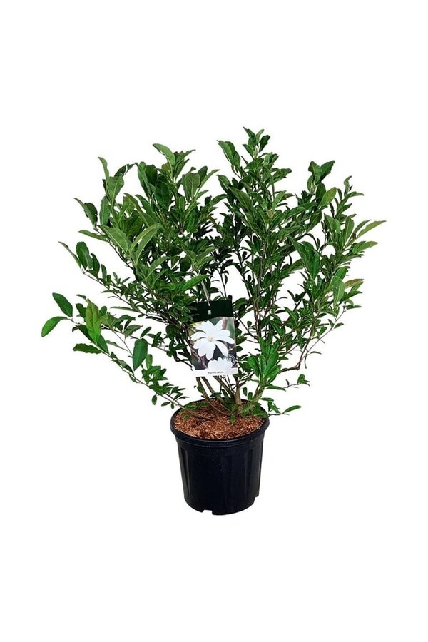 Beverboom Magnolia stellata