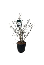 Beverboom Magnolia stellata