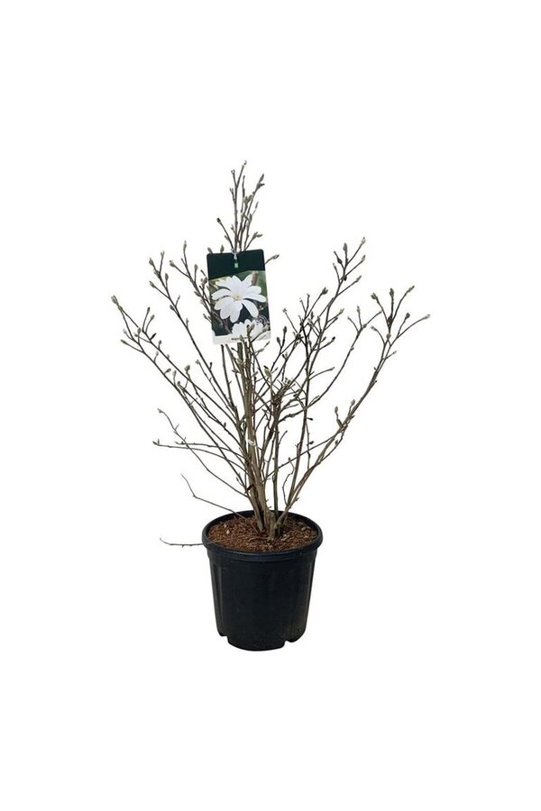 Beverboom Magnolia stellata