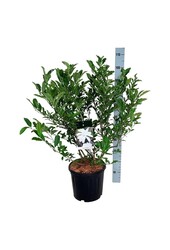 Beverboom Magnolia stellata