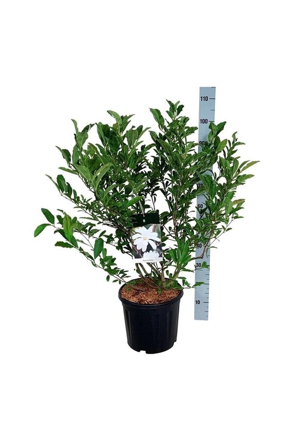 Beverboom Magnolia stellata