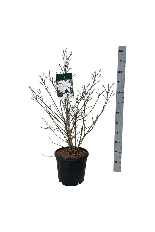Beverboom Magnolia stellata